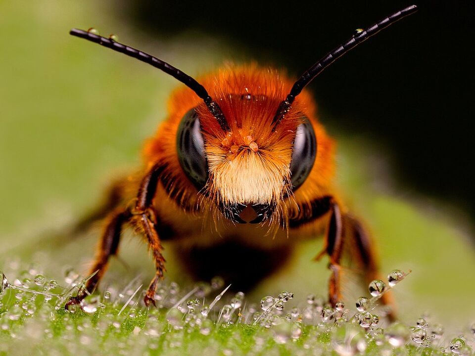 servikal osteokondrozlu arı ve arı zehiri